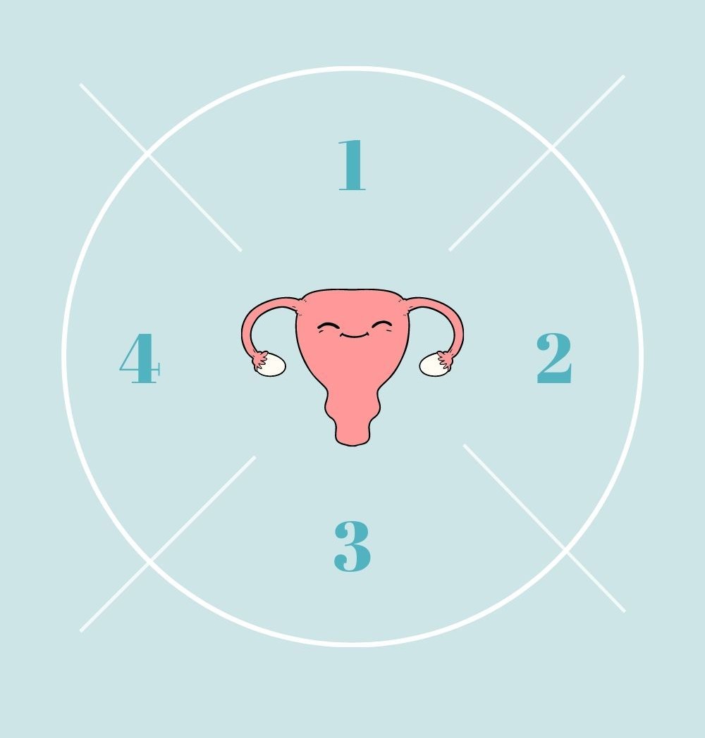 Menstrual cycle phases chart